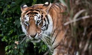 Tiger spotting in Chitwan National Park - Nepal Tours - On The Go Tours