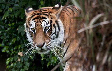 Tiger spotting in Chitwan National Park - Nepal Tours - On The Go Tours