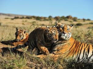 Tiger-Family-India-Tours-On-the-Go-Tours