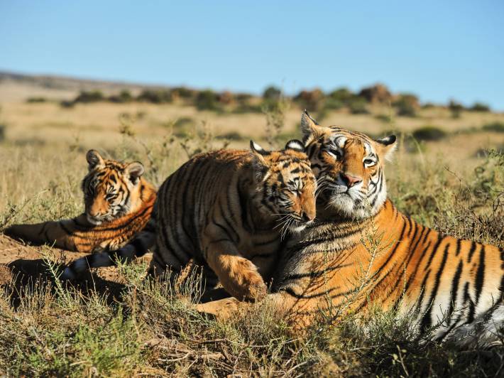 Tiger-Family-India-Tours-On-the-Go-Tours