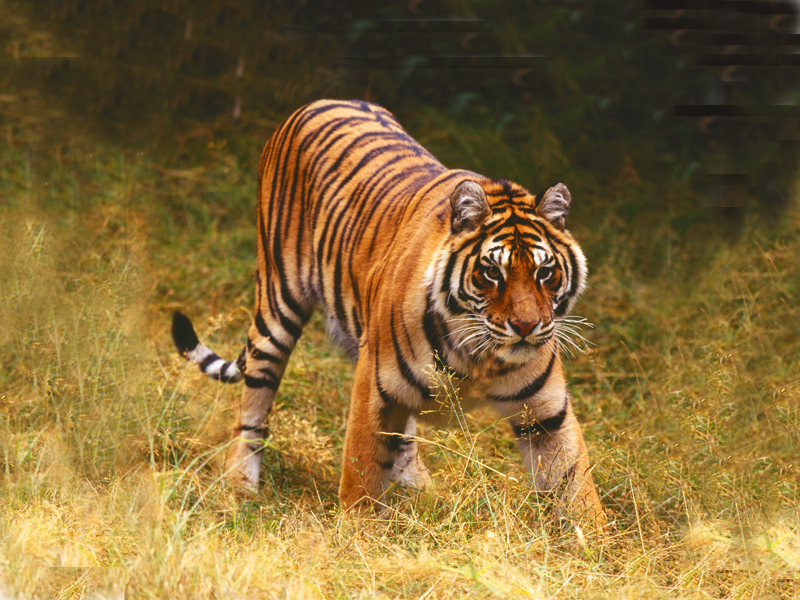 Ranthambore NP - 4 days
