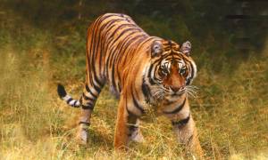 Tiger-Safari-Panna-National-Park-Bolt-Ons-India