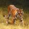 Tiger tracking | Panna National Park | India