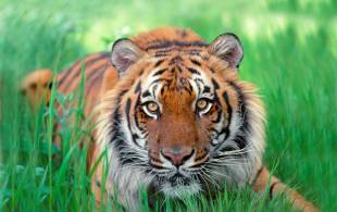 Tiger-Spotting-India