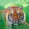 Tiger tracking | India