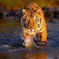 Tiger lying in the grass at the Pench National Park