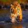 Tiger-Trail-Itinerary-1-Regional-Tours-India