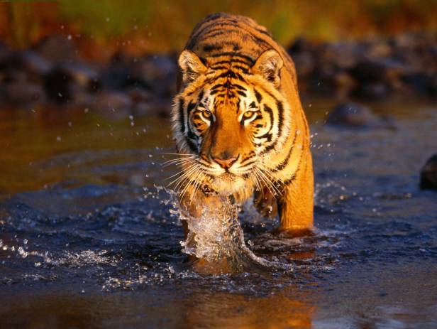 Tiger lying in the grass at the Pench National Park