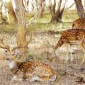 Chital in the long grass of Kanha National Park