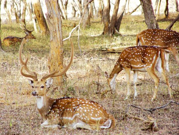 Chital in the long grass of Kanha National Park