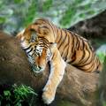 Ranthambore tiger in tree - New Web Image - On the Go Tours