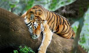 Tiger-Trail-Itinerary-Main-Wildlife-Food-and-Wellbeing-India