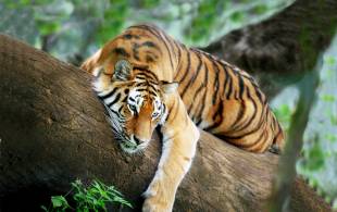 Tiger-Trail-Itinerary-Main-Wildlife-Food-and-Wellbeing-India