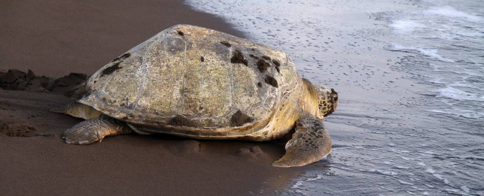 Tortuguero National Park - web ready image,jpg