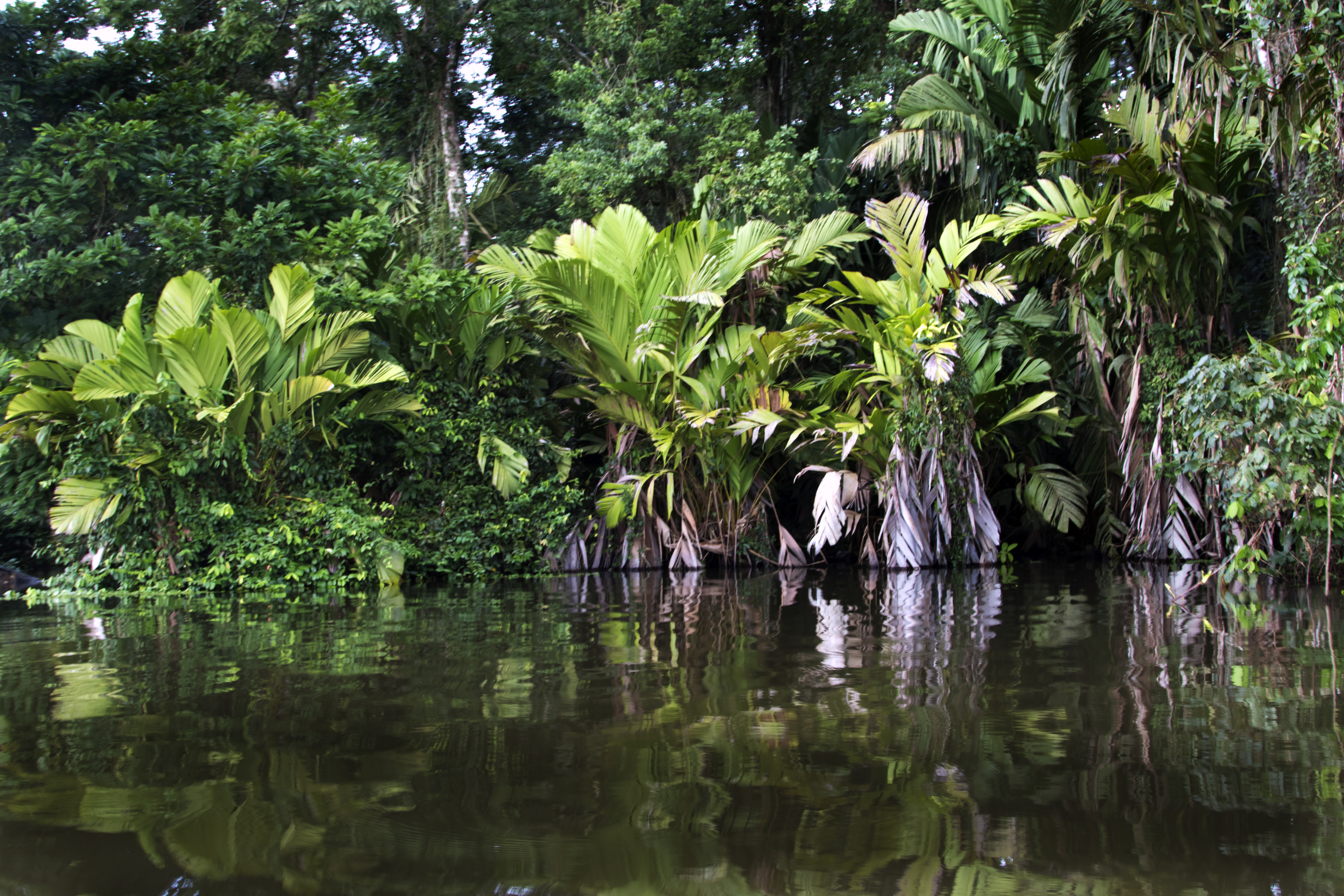Day 2 - Tortuguero