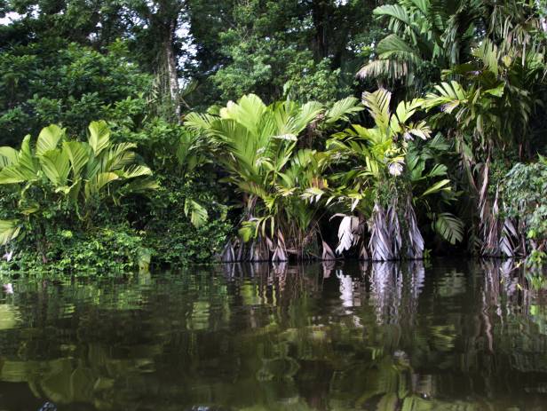 Tortuguero Highlight