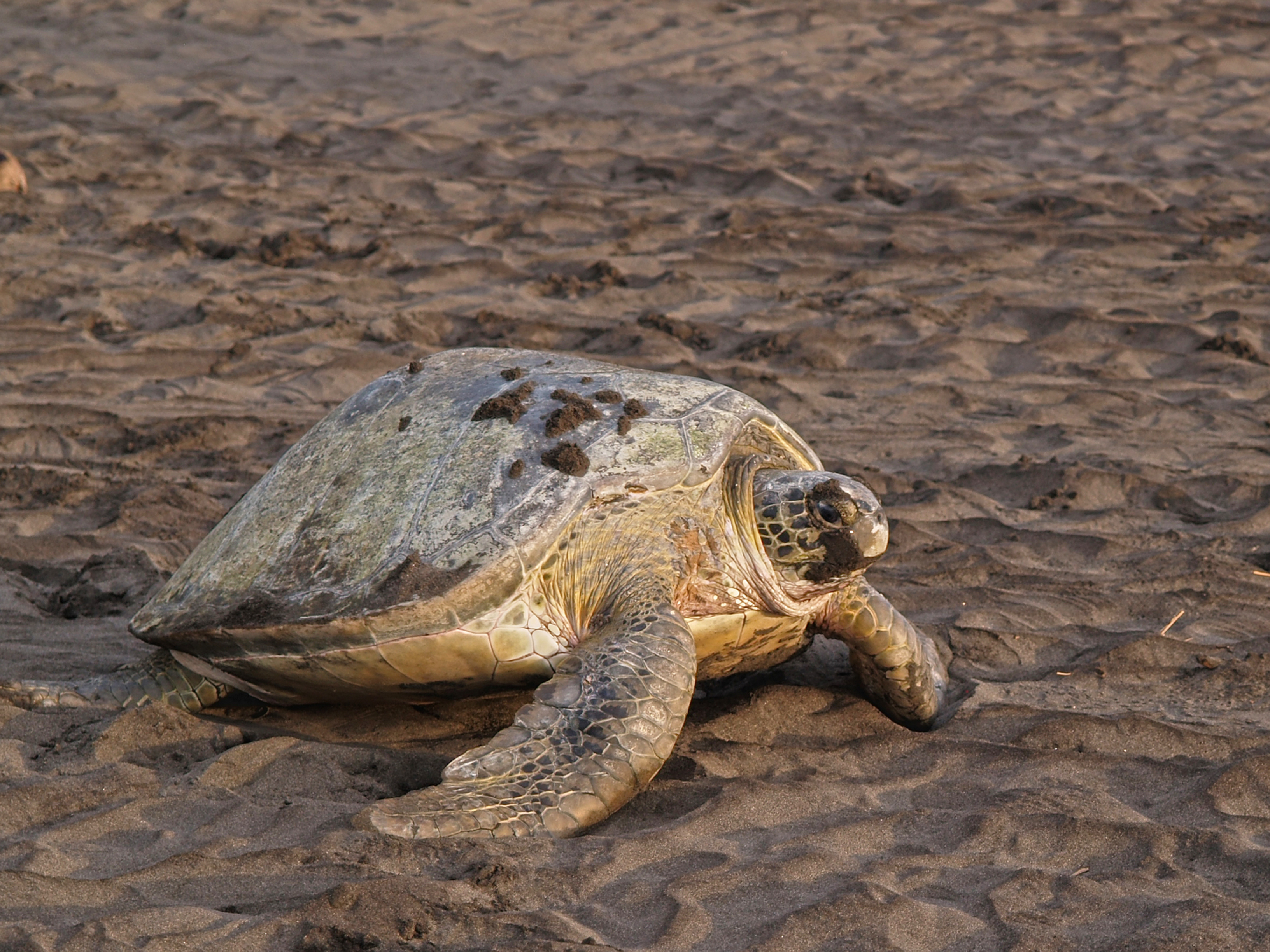 Day 3 - Tortuguero