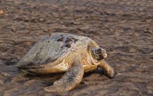 Tortuguerodreamstime_xl_21727219
