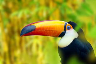 Toucan bird in Costa Rica - Wildlife Guide - On The Go Tours
