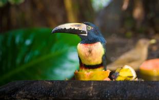Toucan in Sarapiqui (shutterstock_379352038)