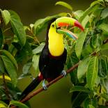 Toucan in the forests of Costa Rica