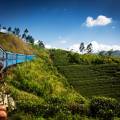 The rolling tea plantation hills of Nuwara Eliya