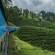 Train in Nuwara Eliya