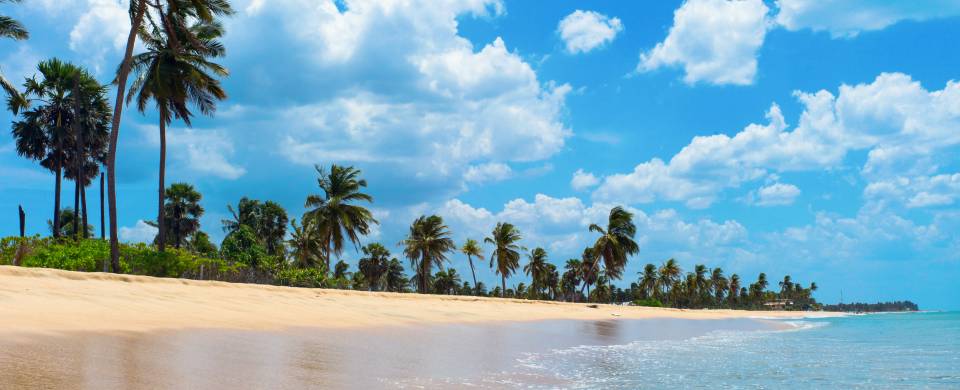 Pristine golden beach with palm dreams and clear water in Trincomalee