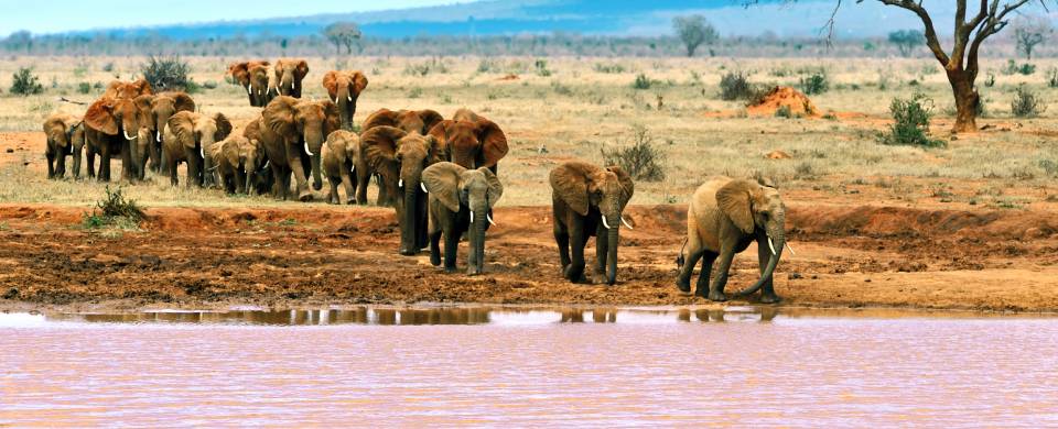 Elephants drinking at a pink water hole in the Tsavo National Park