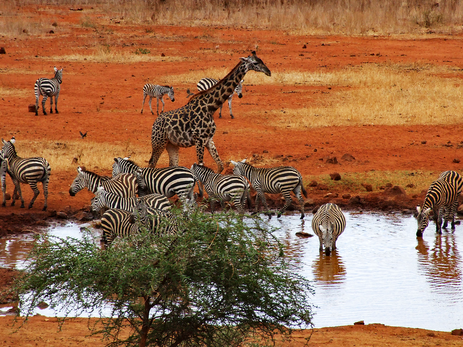 Day 4 - Tsavo West games drives
