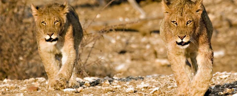 Lions striding towards the camera in the Tuli Block