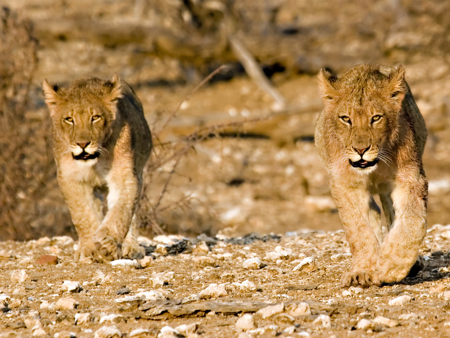 Botswana Adventure & Falls Southbound - 12 days