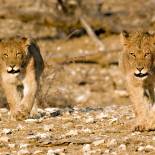 Lions | Tuli Block | Botswana