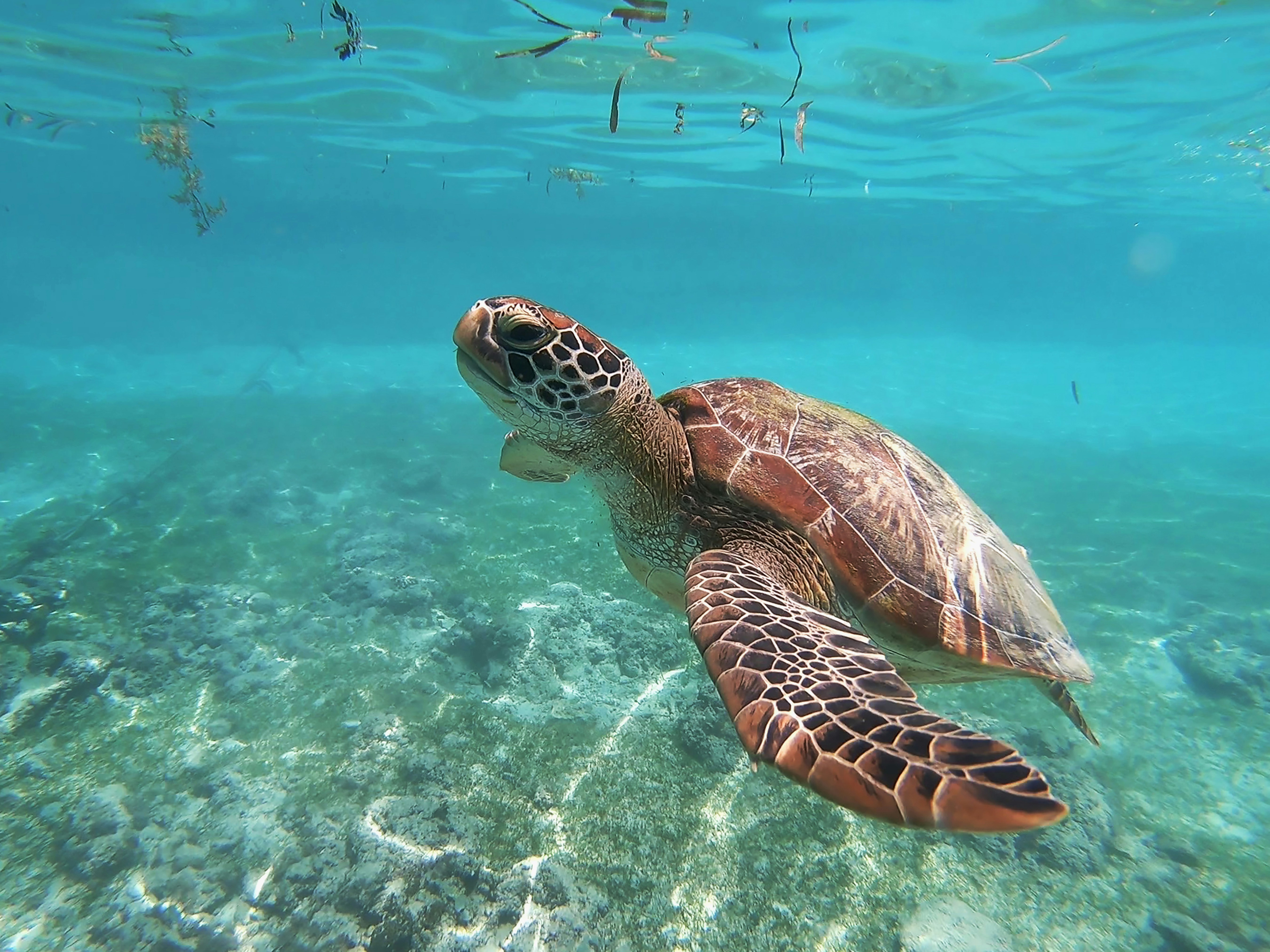 Snorkelling in the Philippines