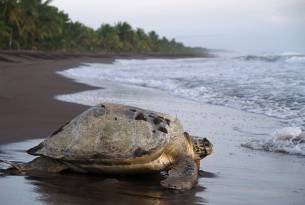 Turtle in Costa Rica - Wildlife Guide - On The Go Tours
