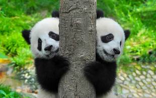 Twin giant pandas - China Tours - On The Go Tours