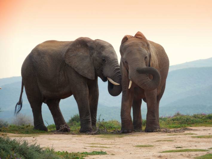 Two elephants at sunset in addo elephant park, south africa