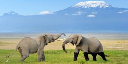 Two elephants with Mount Kilimanjaro in the backgrund in Tanzania