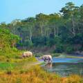 Chitwan Highlight