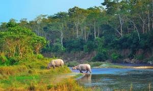 Two rhinos in Chitwan Naitonal Park - Nepal Tours - On The Go Tours