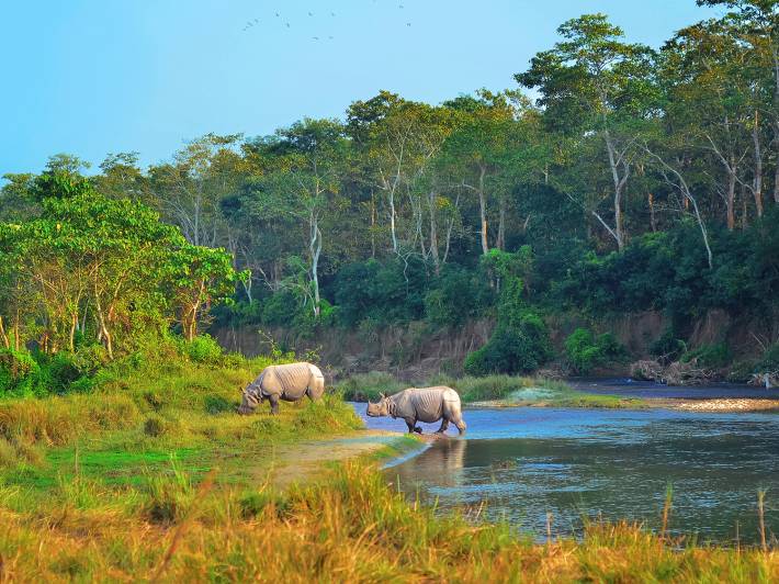Two rhinos in Chitwan Naitonal Park - Nepal Tours - On The Go Tours