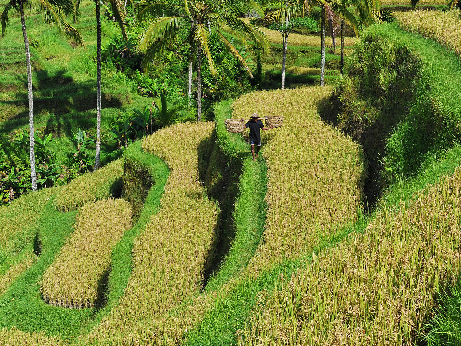 Day 12 - Ubud