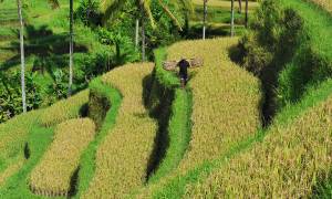 Ubud - Bali - Indonesia 