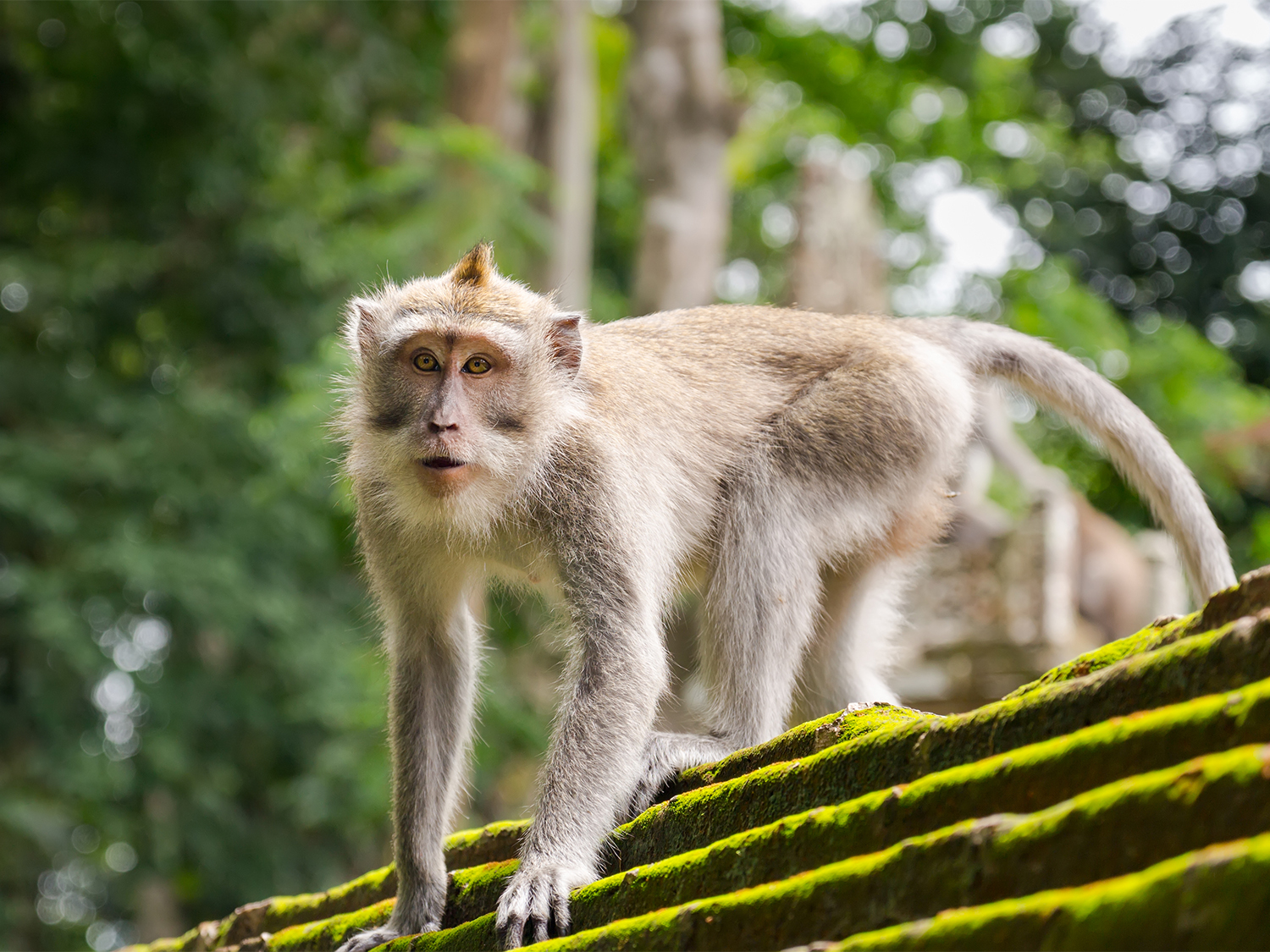 Day 10 - Ubud