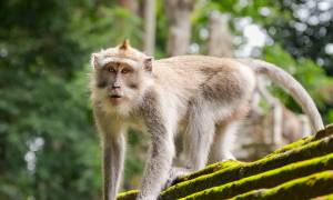 Ubud Monkey Forest - Bali - Indonesia