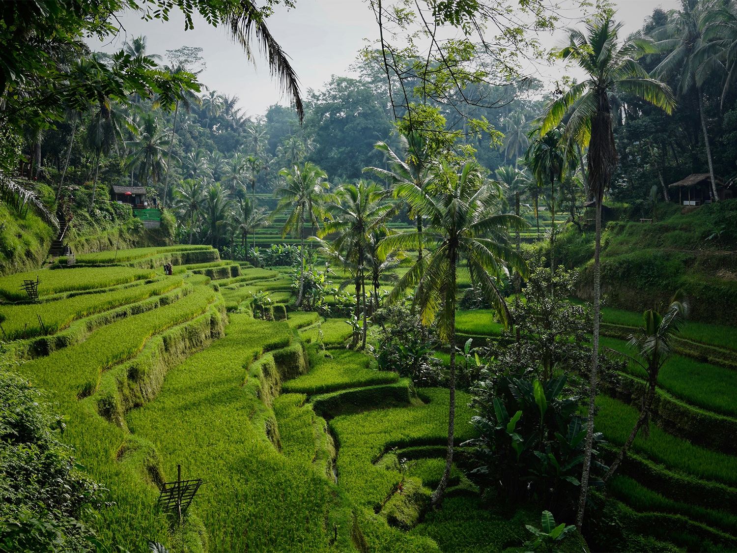 Day 4 - Ferry to Bali & Journey to Ubud