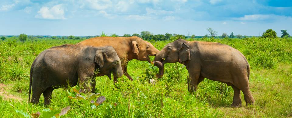 Elephants in the long grass of Udwalawe National Park