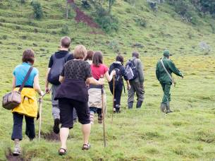 Uganda gorilla trekking