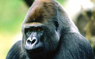 Uganda-Africa-country-image