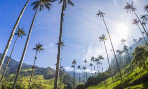 Valle de Cocora - Colombia - On The Go Tours copy